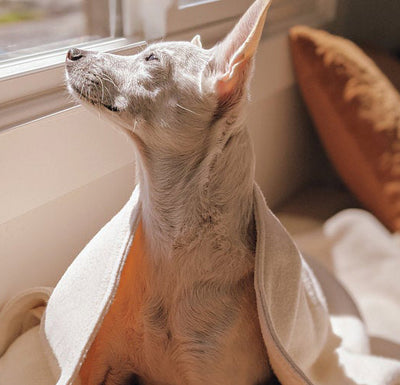 little white dog looking out window with cozy blanket on