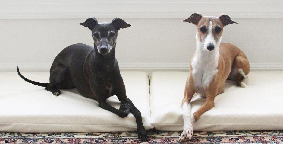 two greyhound dogs laying on natural dog mat in beige fleece