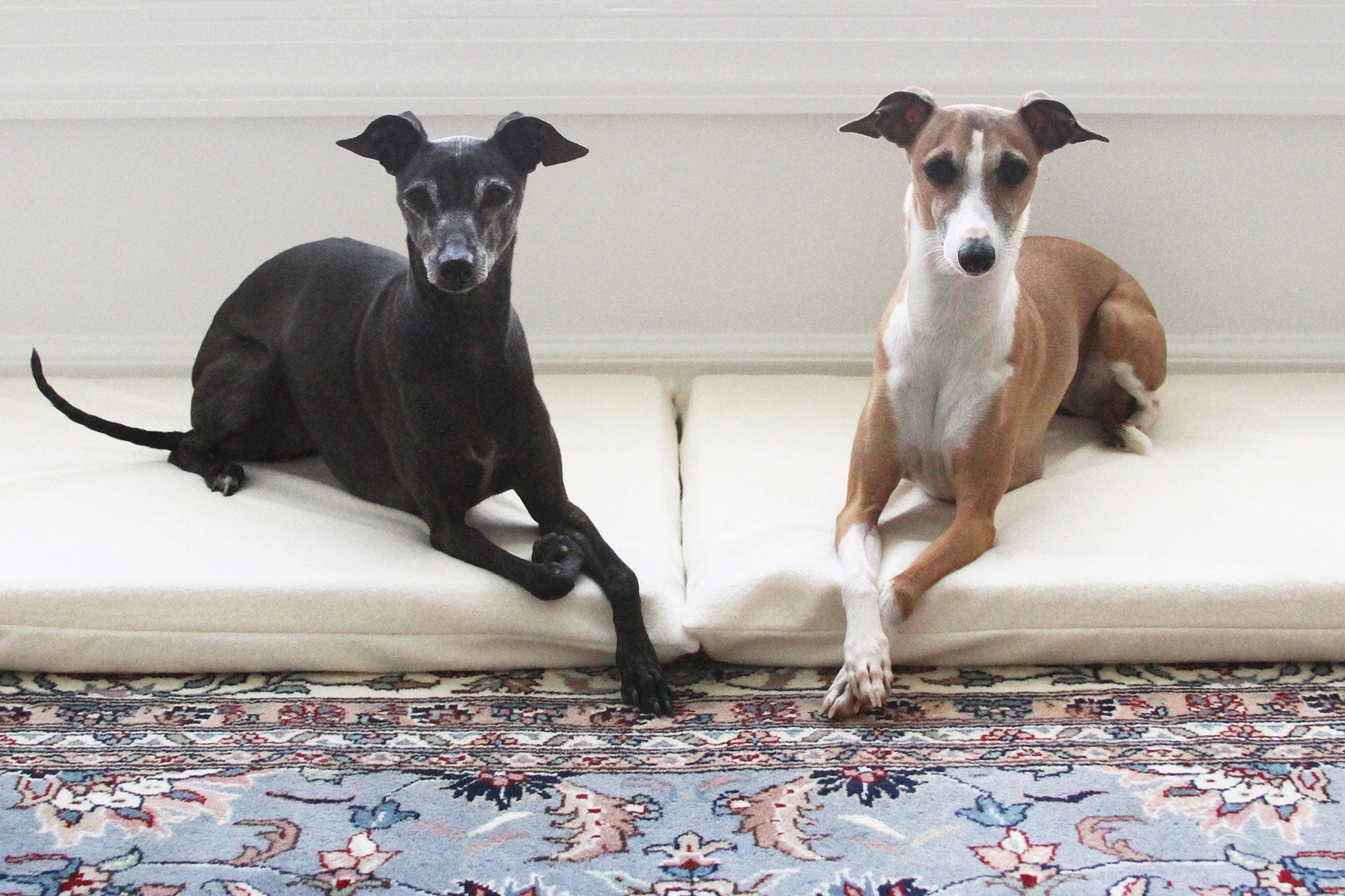 Black dog and red dog on beige mats, looking alert