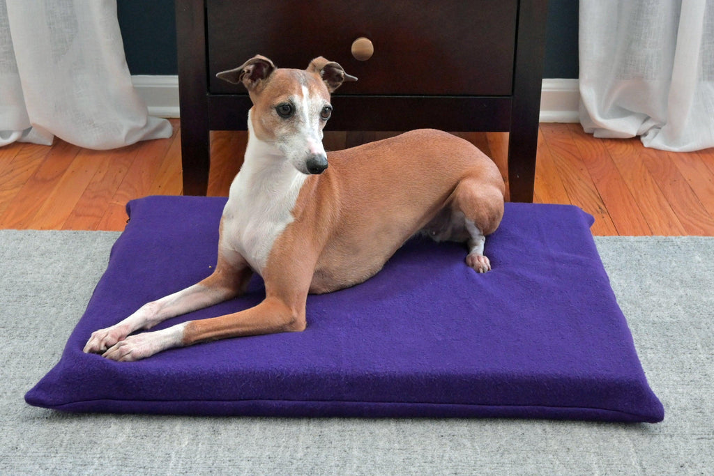 Red dog looking alert on violet mat
