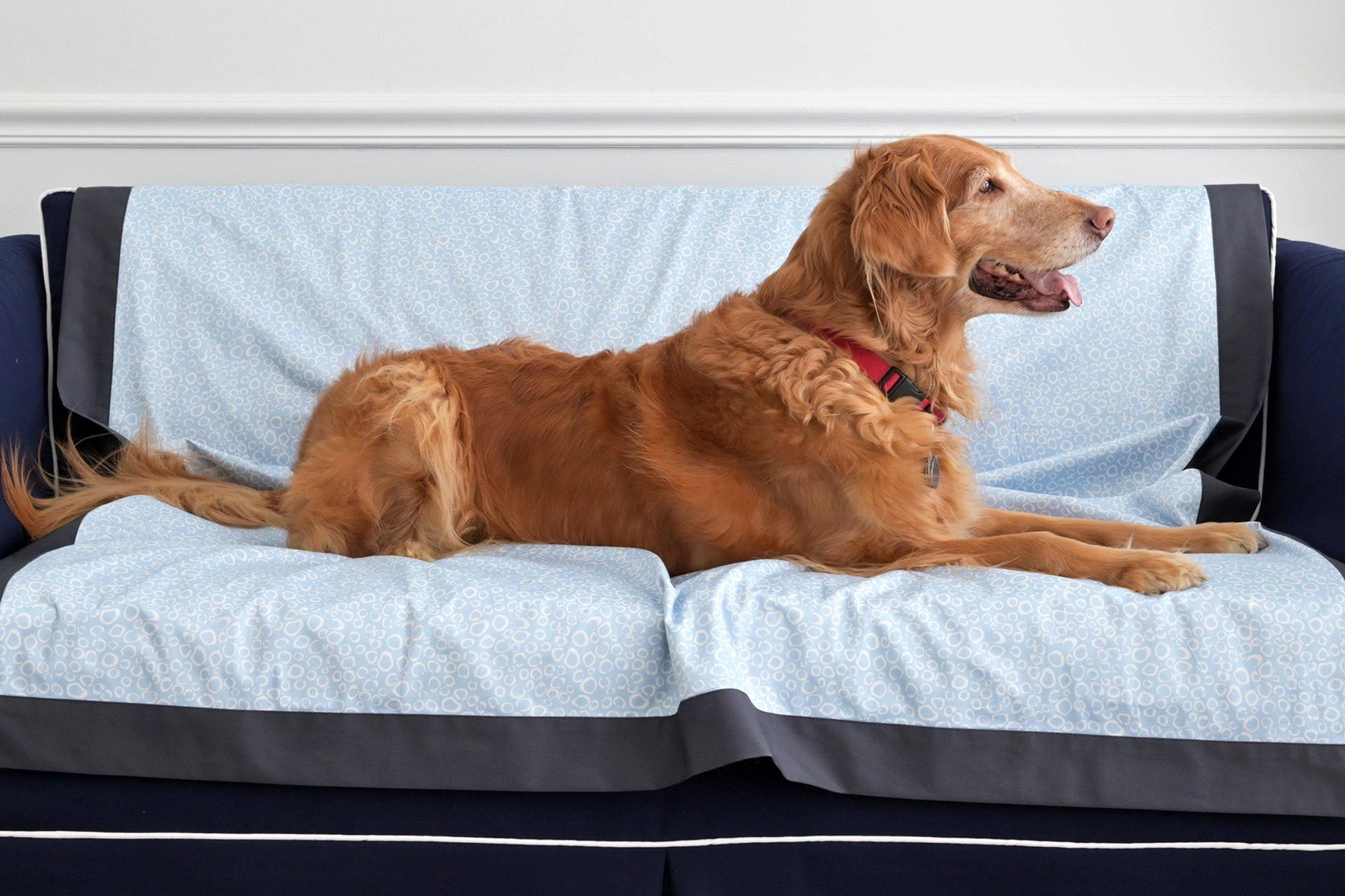 golden retriever laying on light blue dog coverlet