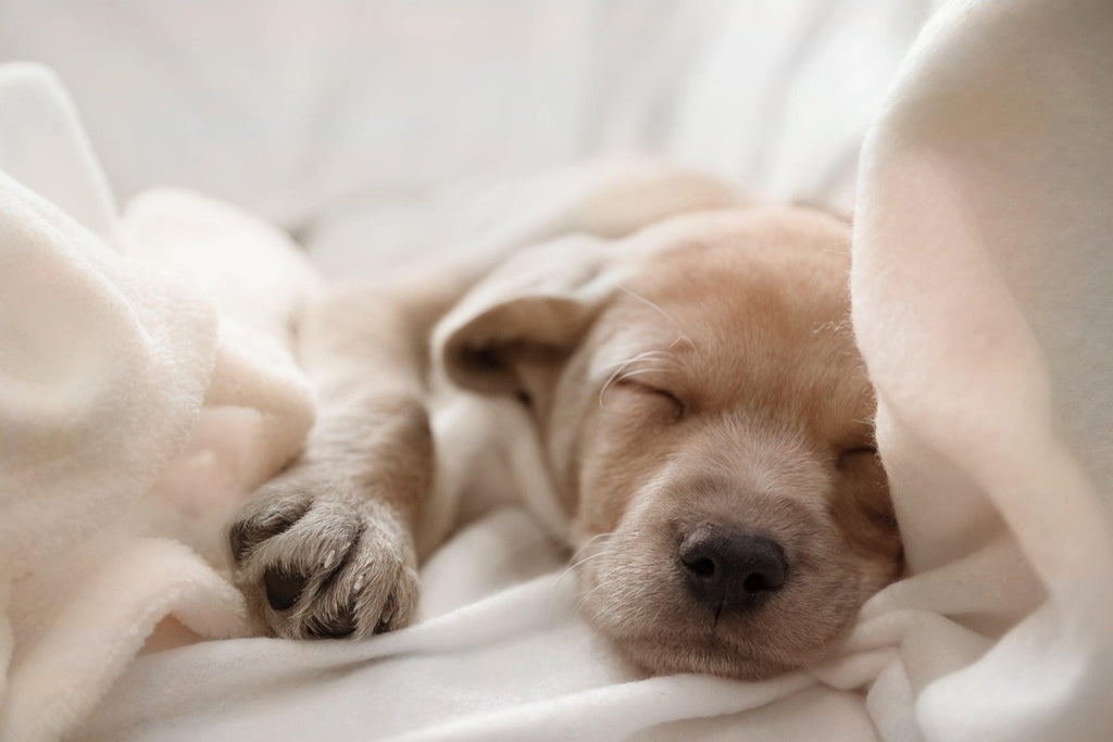 Puppy sleeping on organic dog blanket