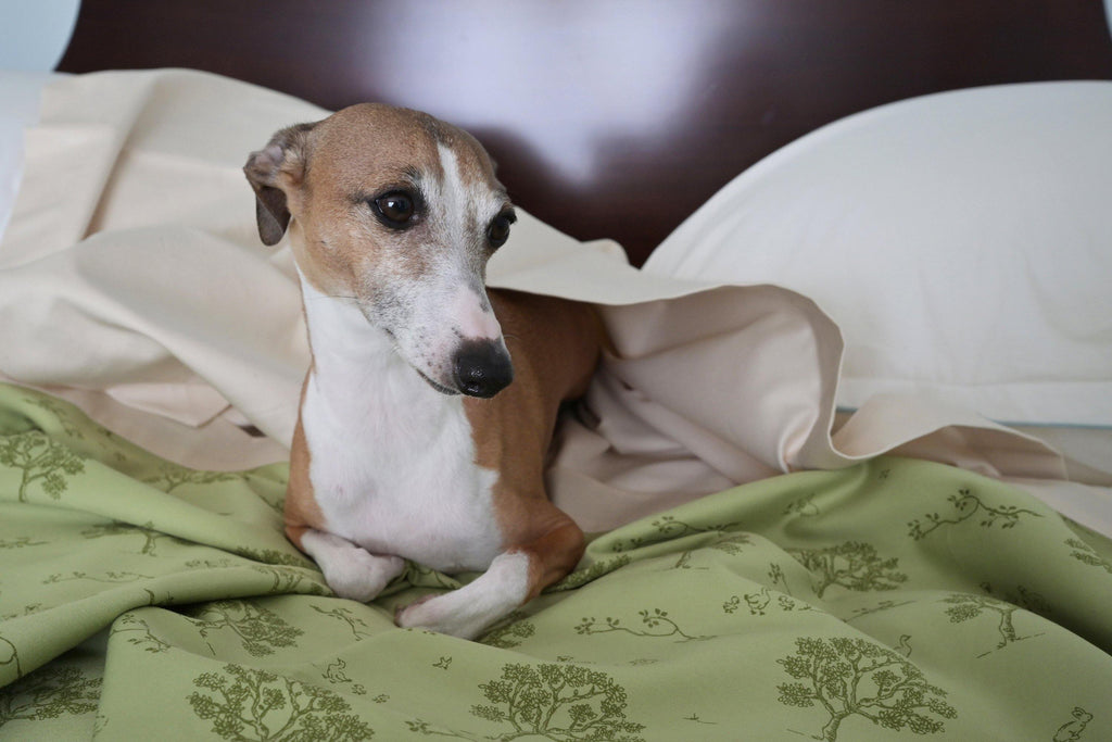 dog laying on dog bed with green and beige blanket coverlet