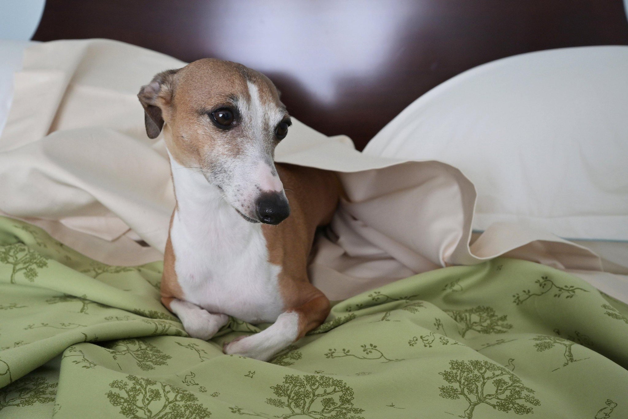 dog laying on dog bed with green and beige blanket coverlet