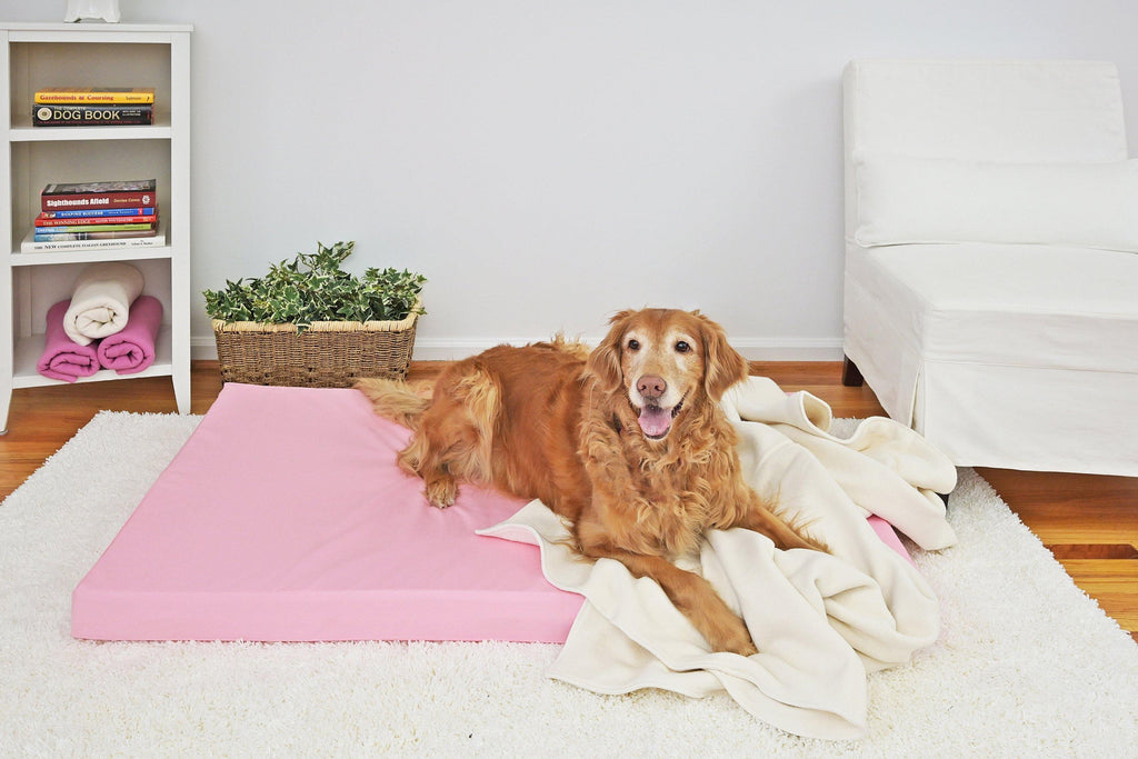 golden retriever dog on pick dog bed and blanket