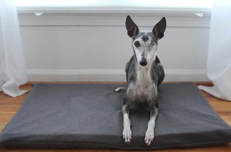 greyhound dog laying on dark grey dog bed