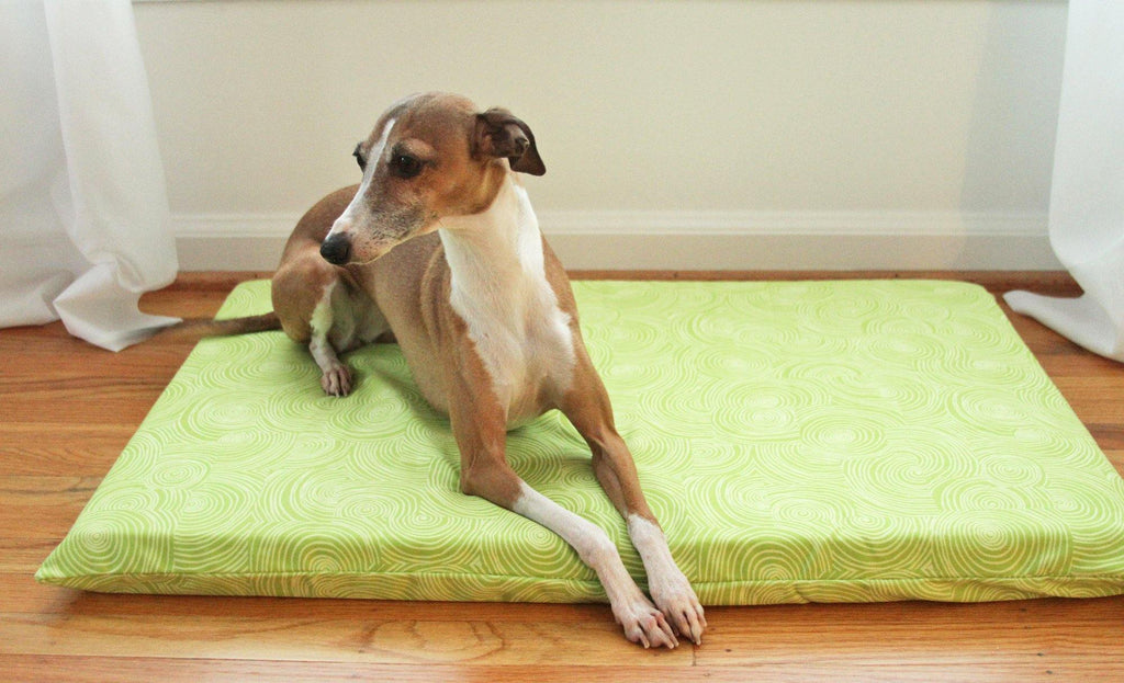 small red dog on lime colored dog mat
