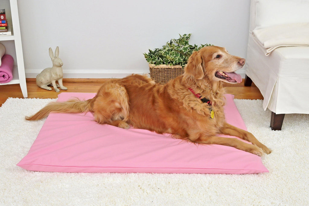 Golden retriever on a pink dog mat in a white room
