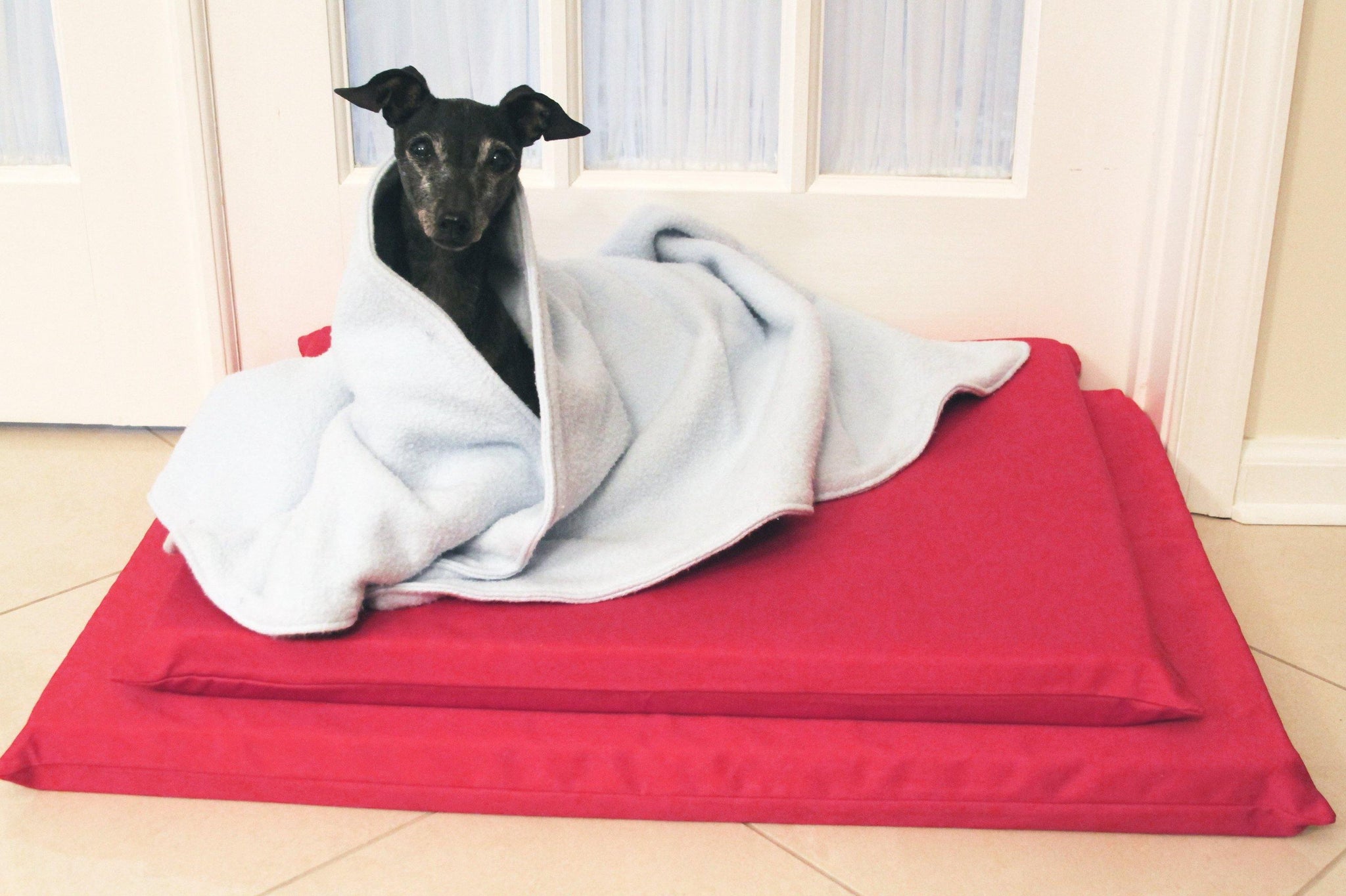 Black dog on a red mat wrapped in a blue blanket.
