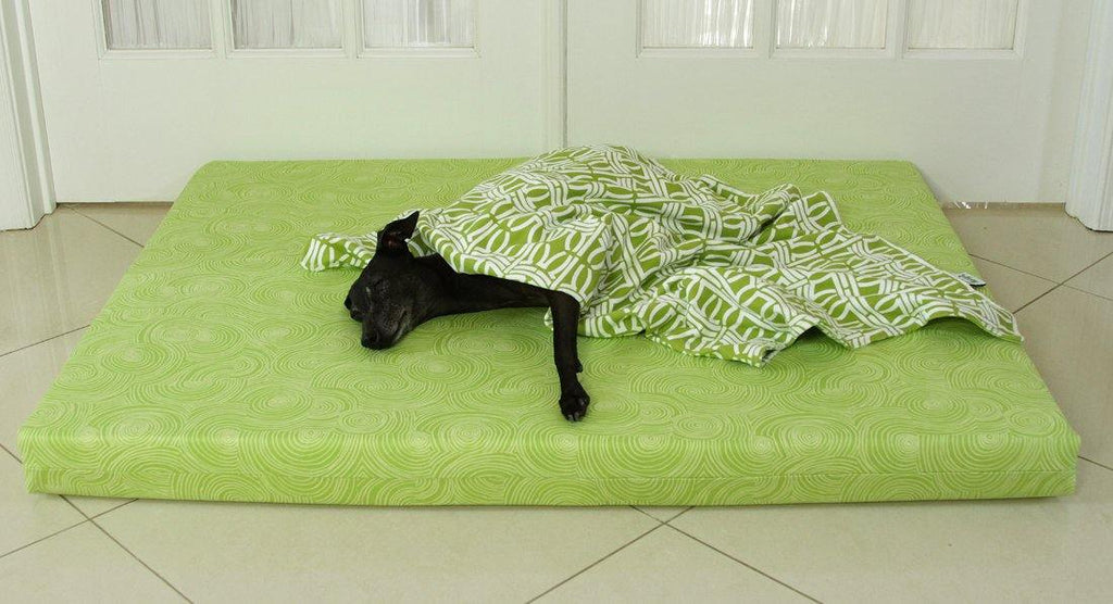 black dog laying on green orthopedic dog bed in lime with green blanket